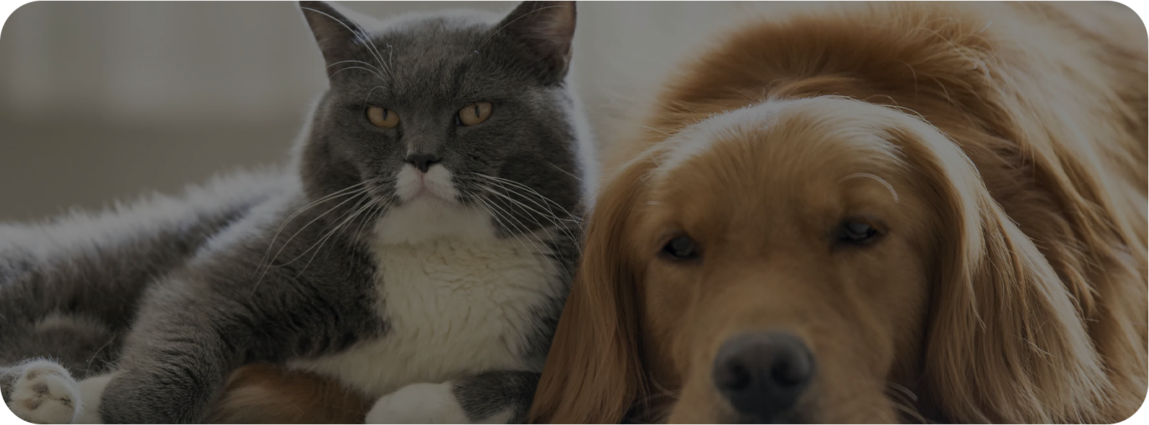 Pet Home (Haian) Co, Ltd