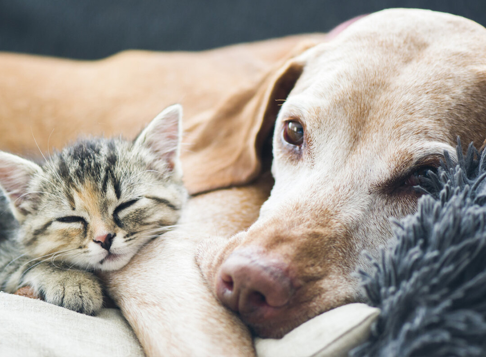 Pet Home (Haian) Co, Ltd